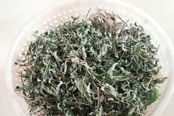 吸脓草