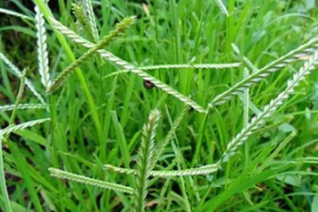 蟋蟀草