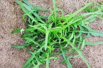 野菜兔奶草