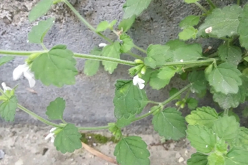 万毒虎草药