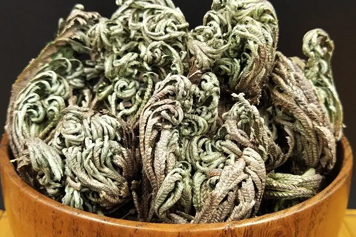 万年青植物
