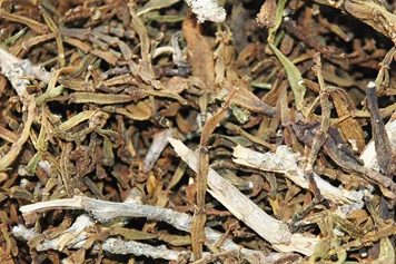 万寿木寄生茶