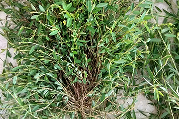 蟑螂草