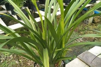 香草兰
