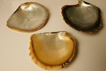 珍珠壳