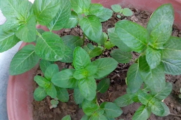 香薄荷