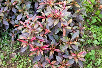 苋草