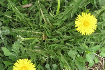 蒲公英双花