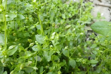 繁缕