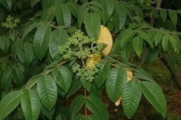 吴芋