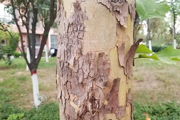 梧桐树皮