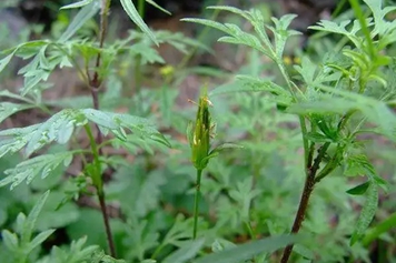 王八叉草