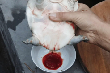 王八血