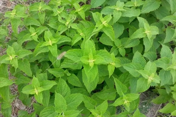 王枣子茶