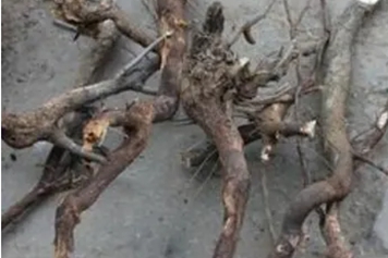 王枣子根