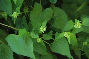 薇甘菊