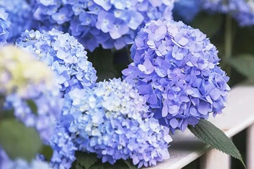 绣球花