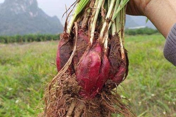 小红蒜根