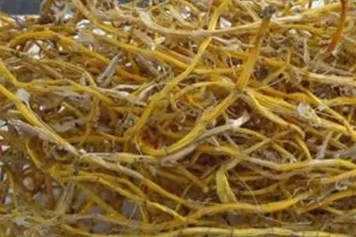 小黄草