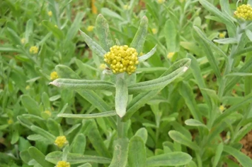 小黄花艾草同用