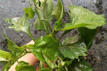 野辣椒菜