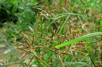 香附草