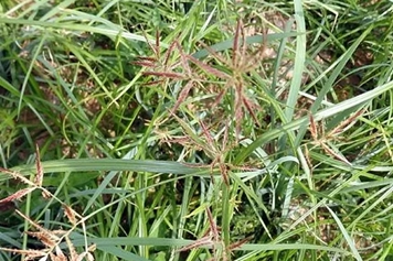 香附子草