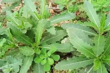 野菜刺金