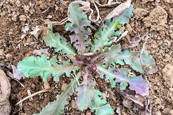野菜苦碟子