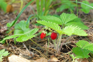 野草莓茎叶