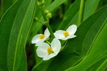 野慈姑