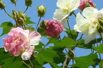 野芙蓉