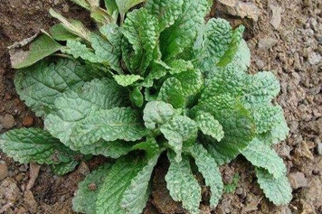 野菜蛤蟆草