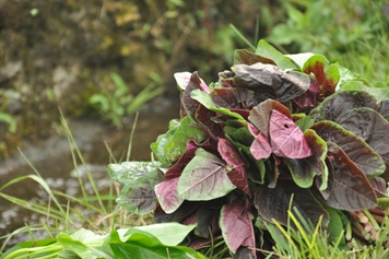 野汉菜