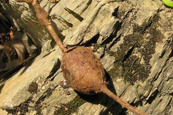 野红薯
