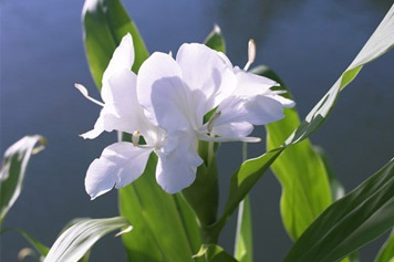 野姜花