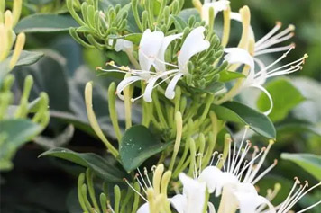 野金银花