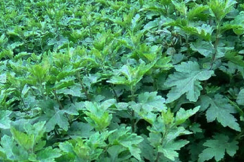 野菊花苗