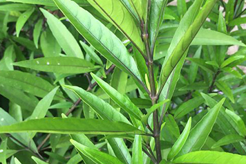 小接骨草