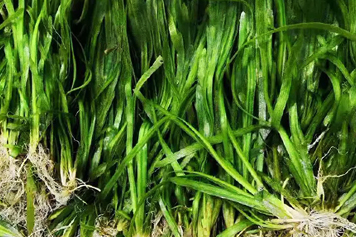 小苦草