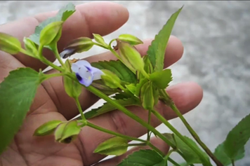消食草
