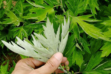 小艾叶草