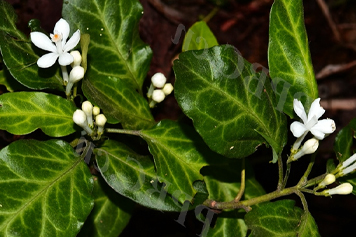 小白花草
