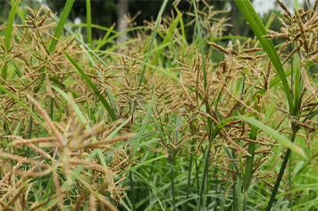 香头草