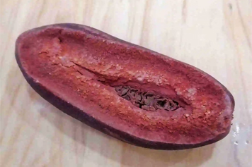 血果