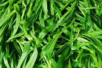 香炉草