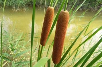 香蒲棒