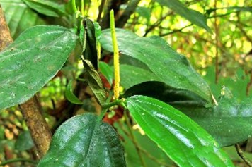 小肠风草