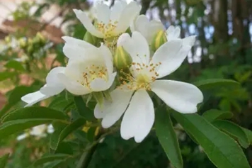 小刺花