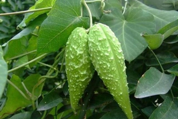 羊母奶草